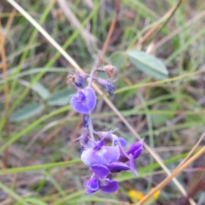 Glycine tabacina at Stromlo, ACT - 16 Dec 2021