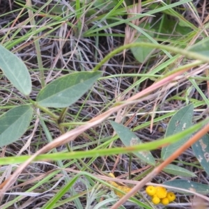 Glycine tabacina at Stromlo, ACT - 16 Dec 2021 06:30 PM