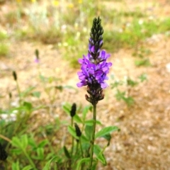 Cullen microcephalum (Dusky Scurf-pea) at Stromlo, ACT - 16 Dec 2021 by HelenCross