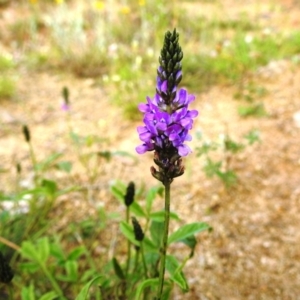 Cullen microcephalum at Stromlo, ACT - 16 Dec 2021