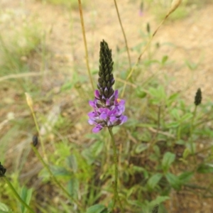 Cullen microcephalum at Stromlo, ACT - 16 Dec 2021