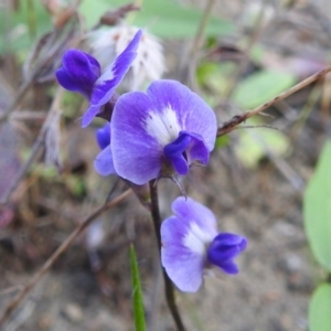 Glycine tabacina at Stromlo, ACT - 16 Dec 2021