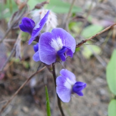 Glycine tabacina (Variable Glycine) at Bullen Range - 16 Dec 2021 by HelenCross