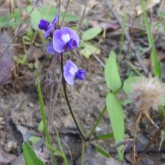 Glycine tabacina at Stromlo, ACT - 16 Dec 2021