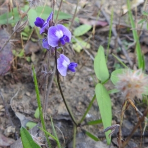 Glycine tabacina at Stromlo, ACT - 16 Dec 2021