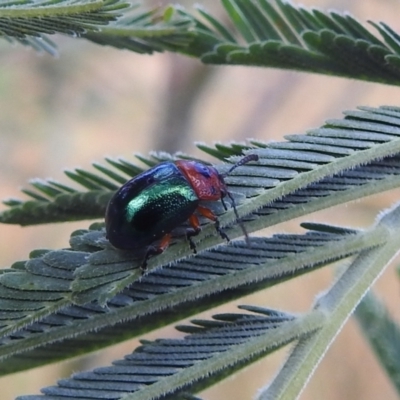 Calomela moorei (Acacia Leaf Beetle) at Stromlo, ACT - 16 Dec 2021 by HelenCross