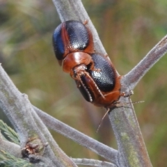 Dicranosterna immaculata (Acacia leaf beetle) at Stromlo, ACT - 16 Dec 2021 by HelenCross