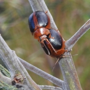 Dicranosterna immaculata at Stromlo, ACT - 16 Dec 2021