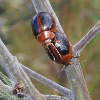 Dicranosterna immaculata (Acacia leaf beetle) at Bullen Range - 16 Dec 2021 by HelenCross