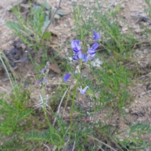 Swainsona monticola at Stromlo, ACT - 16 Dec 2021