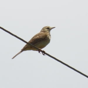 Anthus australis at Tharwa, ACT - 17 Dec 2021