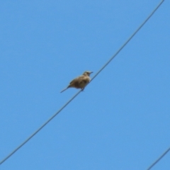 Anthus australis at Tharwa, ACT - 17 Dec 2021 12:07 PM