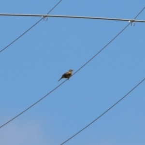 Anthus australis at Tharwa, ACT - 17 Dec 2021