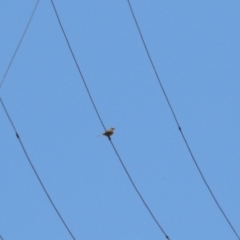 Anthus australis at Tharwa, ACT - 17 Dec 2021