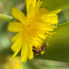 Unidentified Bee (Hymenoptera, Apiformes) (TBC) at Broulee, NSW - 14 Dec 2021 by PeterA