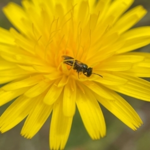 Lasioglossum (Homalictus) sphecodoides at Broulee, NSW - 14 Dec 2021