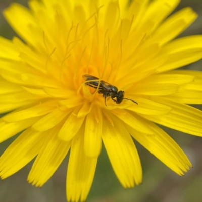 Lasioglossum (Homalictus) sphecodoides (Furrow Bee) at Broulee Moruya Nature Observation Area - 14 Dec 2021 by PeterA