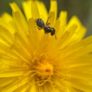 Lasioglossum (Homalictus) sphecodoides at Broulee, NSW - 14 Dec 2021