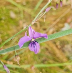 Arthropodium fimbriatum (Nodding Chocolate Lily) at O'Malley, ACT - 18 Dec 2021 by Mike