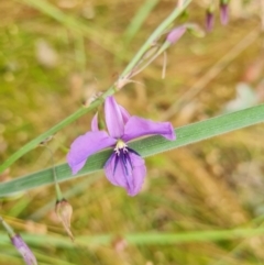 Arthropodium fimbriatum (Chocolate Lily) at O'Malley, ACT - 17 Dec 2021 by Mike