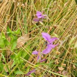 Arthropodium fimbriatum at O'Malley, ACT - 18 Dec 2021