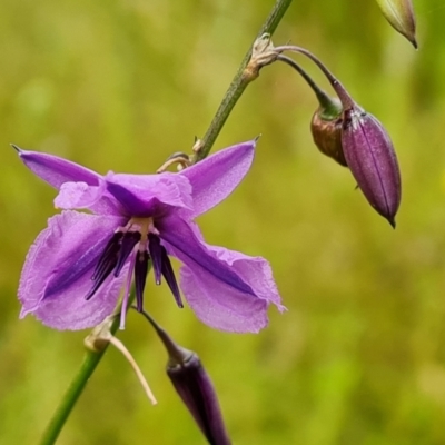 Arthropodium fimbriatum (Nodding Chocolate Lily) at GG124 - 17 Dec 2021 by Mike