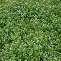 Rorippa microphylla (One-rowed Watercress) at Mount Mugga Mugga - 17 Dec 2021 by Mike