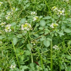 Rorippa microphylla at O'Malley, ACT - 18 Dec 2021