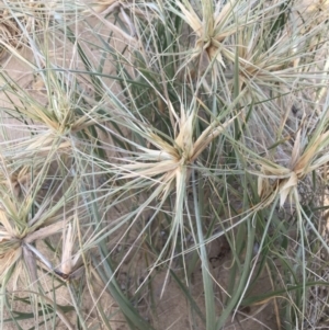 Spinifex sericeus at Ventnor, VIC - 14 Dec 2021 06:54 PM