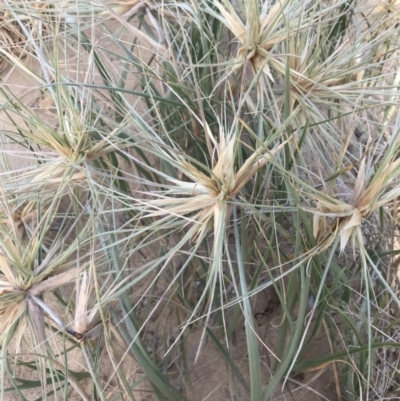 Spinifex sericeus (Beach Grass) at Ventnor, VIC - 14 Dec 2021 by Tapirlord