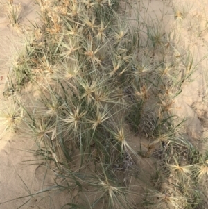 Spinifex sericeus at Ventnor, VIC - 14 Dec 2021 06:54 PM