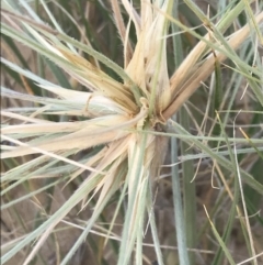 Spinifex sericeus at Ventnor, VIC - 14 Dec 2021 06:54 PM