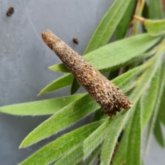 Lepidoscia (genus) IMMATURE (Unidentified Cone Case Moth larva, pupa, or case) at Isaacs, ACT - 18 Dec 2021 by Mike