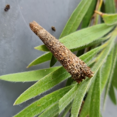 Lepidoscia (genus) IMMATURE (Unidentified Cone Case Moth larva, pupa, or case) at Isaacs, ACT - 18 Dec 2021 by Mike