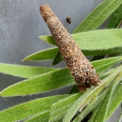 Conoeca or Lepidoscia (genera) IMMATURE at Isaacs, ACT - 18 Dec 2021