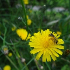 Lasioglossum (Chilalictus) sp. (genus & subgenus) (Halictid bee) at Holder, ACT - 11 Dec 2021 by Miranda