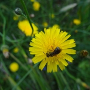 Lasioglossum (Chilalictus) sp. (genus & subgenus) at Holder, ACT - 11 Dec 2021 11:53 AM