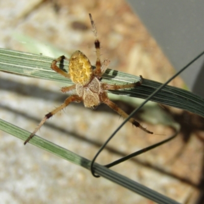 Araneus hamiltoni (Hamilton's Orb Weaver) at McKellar, ACT - 18 Dec 2021 by Amata