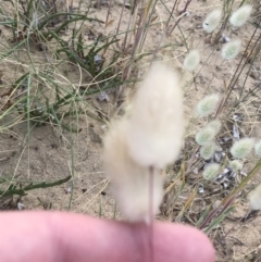 Lagurus ovatus at Ventnor, VIC - 14 Dec 2021