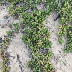 Carpobrotus rossii at Ventnor, VIC - 14 Dec 2021