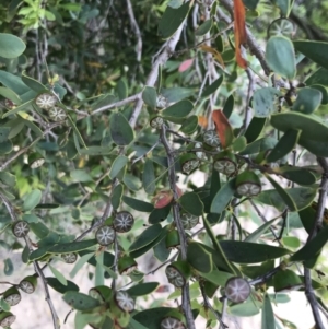 Leptospermum laevigatum at Ventnor, VIC - 14 Dec 2021