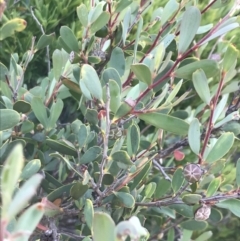 Leptospermum laevigatum at Ventnor, VIC - 14 Dec 2021