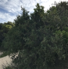 Leptospermum laevigatum at Ventnor, VIC - 14 Dec 2021 06:56 PM