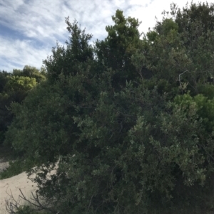 Leptospermum laevigatum at Ventnor, VIC - 14 Dec 2021