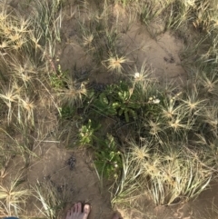 Actites megalocarpus at Ventnor, VIC - 14 Dec 2021 06:57 PM