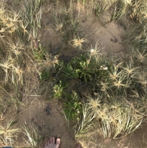 Actites megalocarpus at Ventnor, VIC - 14 Dec 2021 06:57 PM