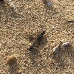 Unidentified Stiletto fly (Therevidae) at Ventnor, VIC - 14 Dec 2021 by Tapirlord