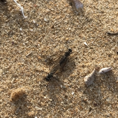 Unidentified Stiletto fly (Therevidae) at Ventnor, VIC - 14 Dec 2021 by Tapirlord