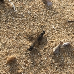 Unidentified Stiletto fly (Therevidae) (TBC) at Ventnor, VIC - 14 Dec 2021 by Tapirlord