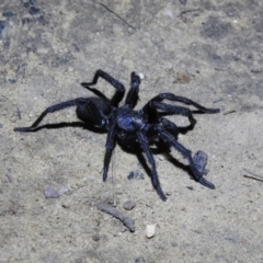 Unidentified Trapdoor, Funnelweb & Mouse spider (Mygalomorphae) (TBC) at Berrima, NSW - 16 Dec 2021 by GlossyGal